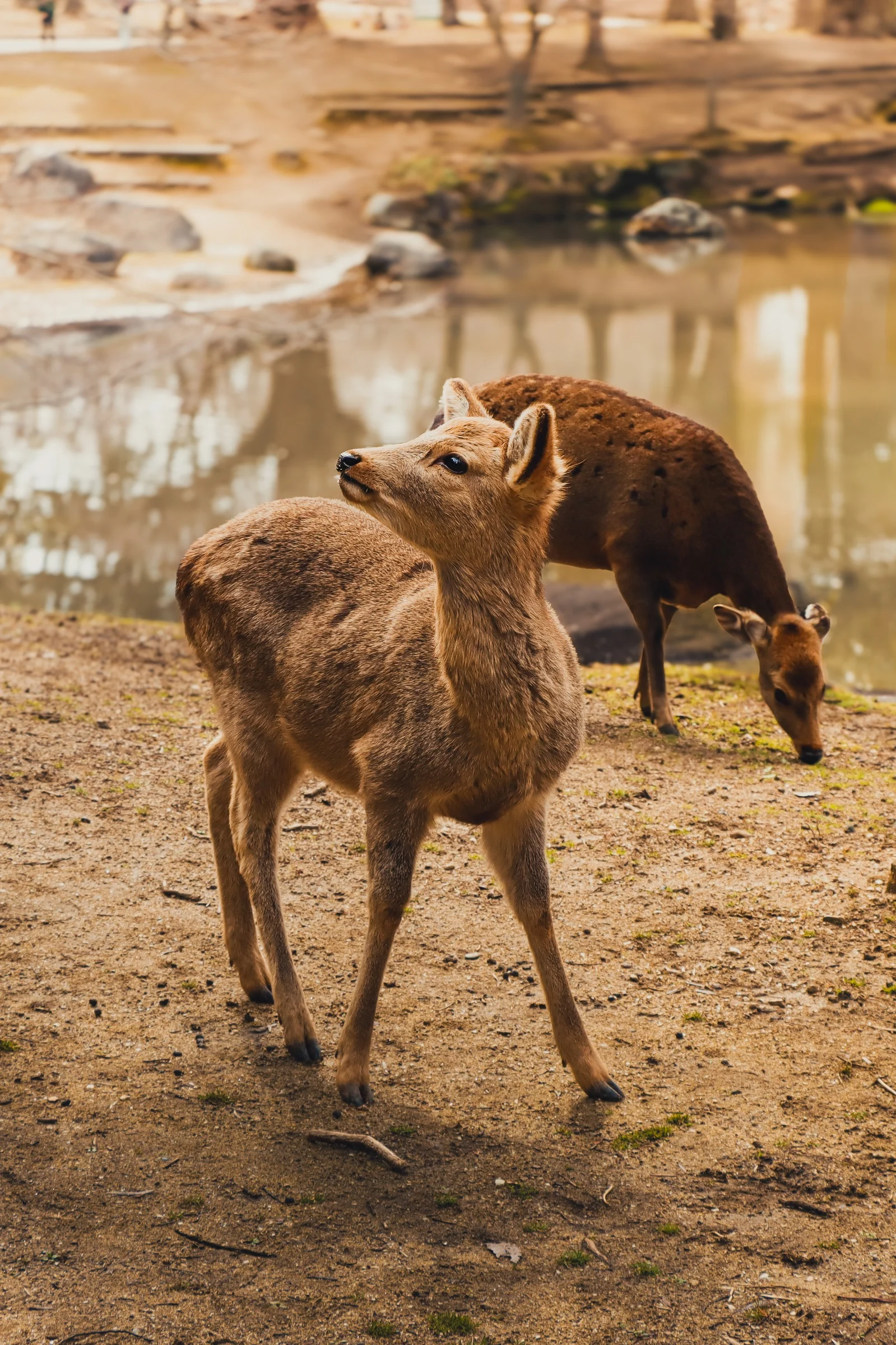 Un regard sensible sur le vivant